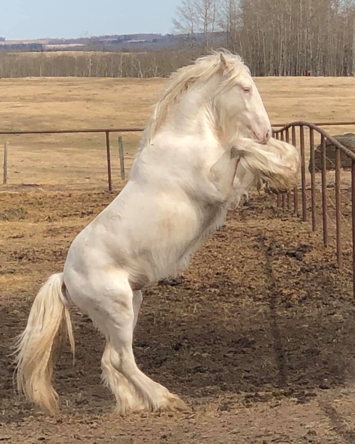 Sacred Heart Gypsies